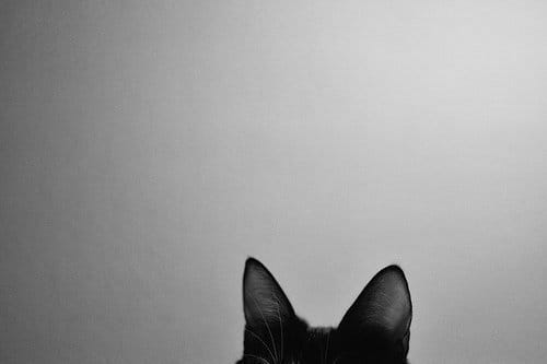(Untitled)